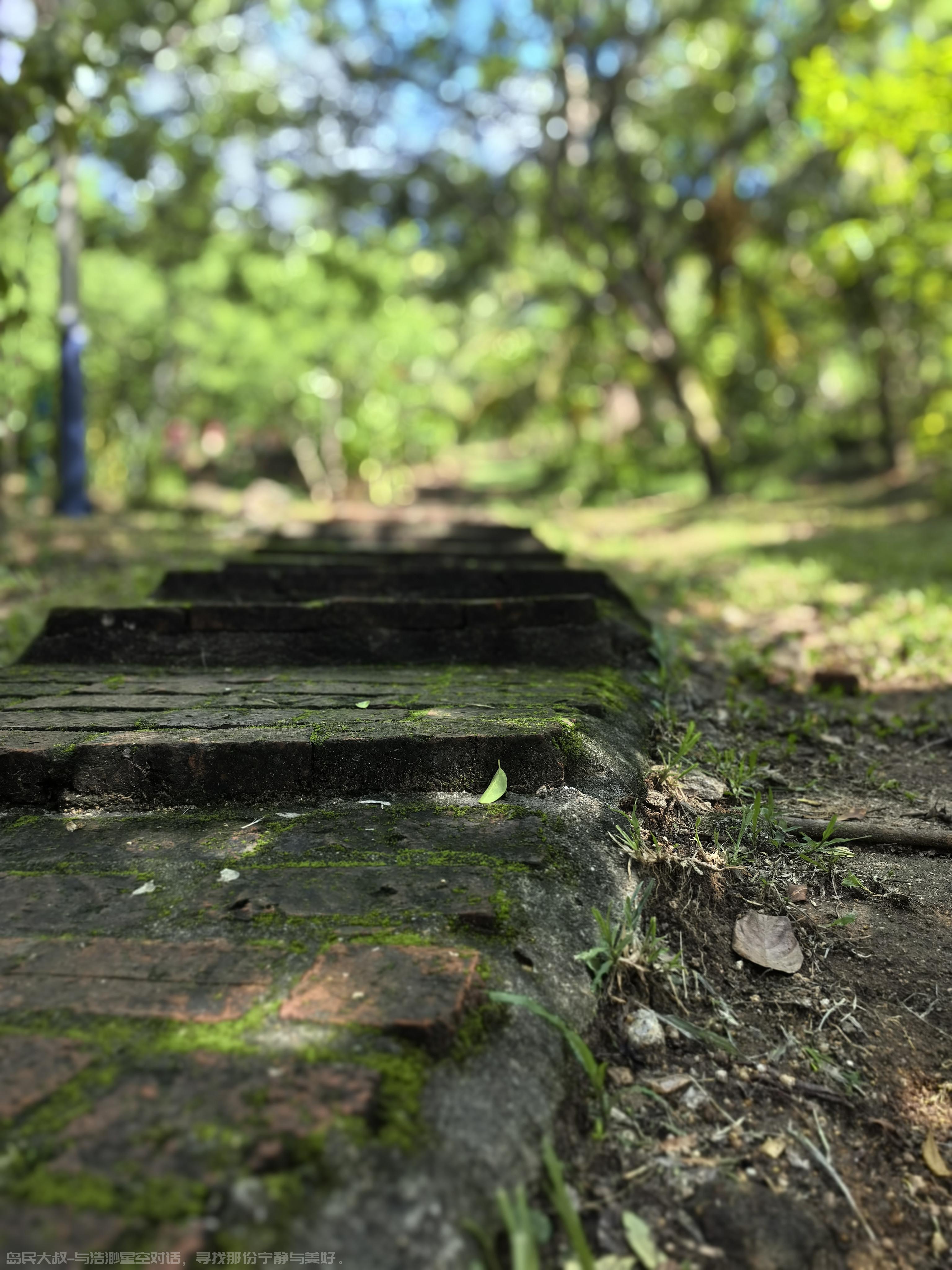 万宁-兴隆隆苑咖啡庄园